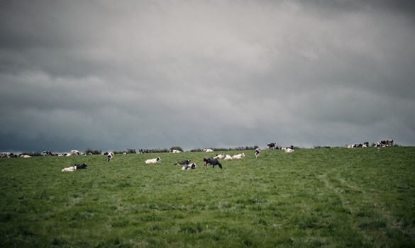 Cows grazing at Moorhouse Hall Farm, moody sky.